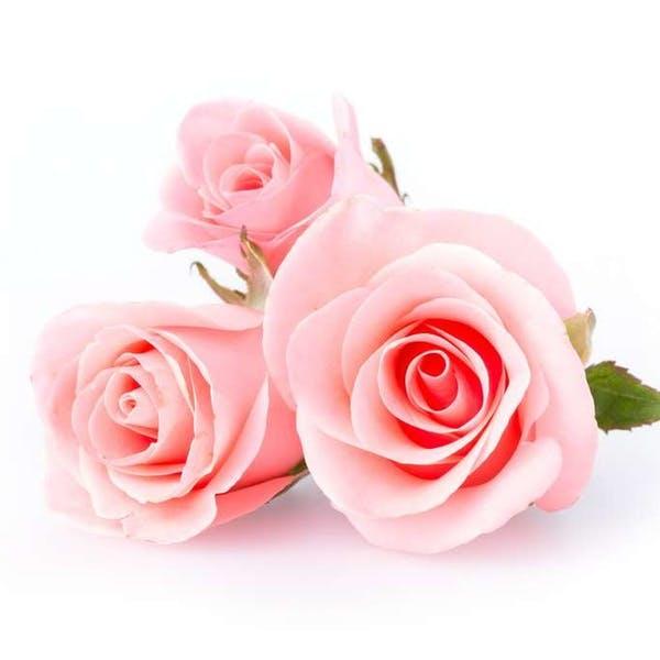 Photo 775010